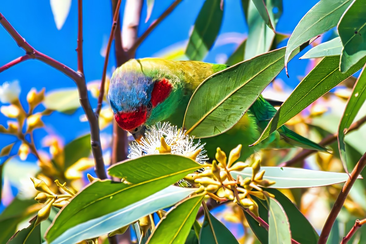 Musk Lorikeet - ML638386815