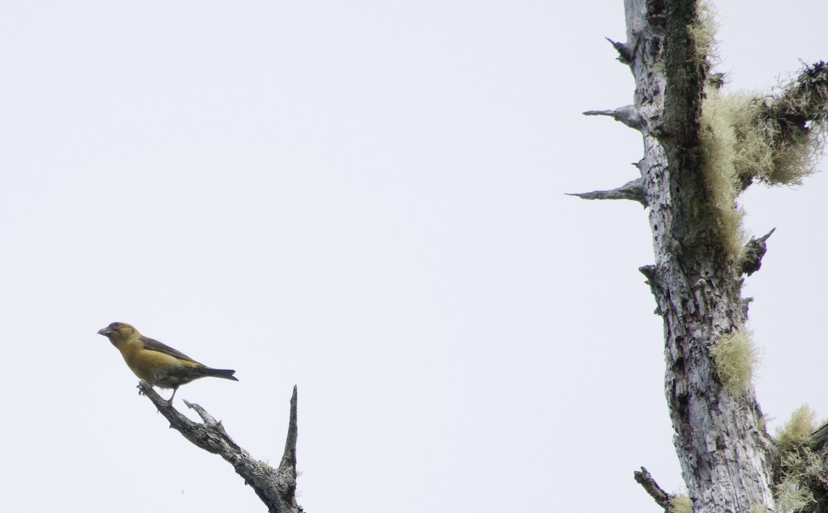 Red Crossbill - ML638386816