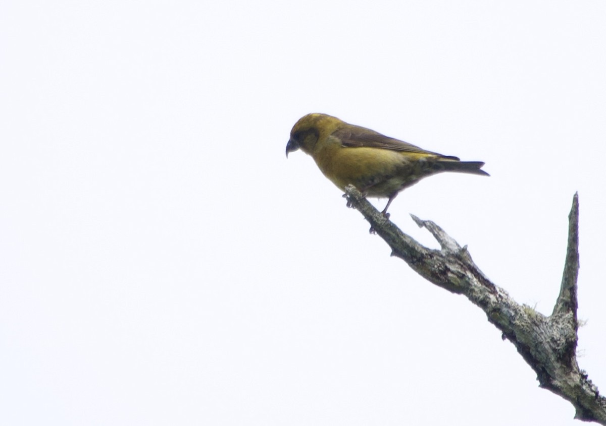 Red Crossbill - ML638386824
