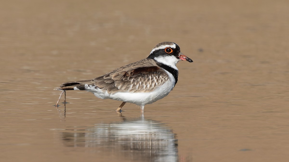 Black-fronted Dotterel - ML638386828