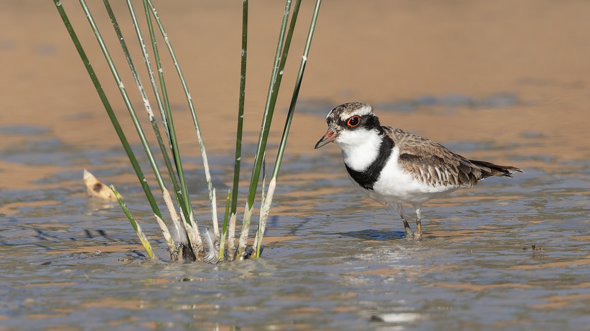 Black-fronted Dotterel - ML638386829