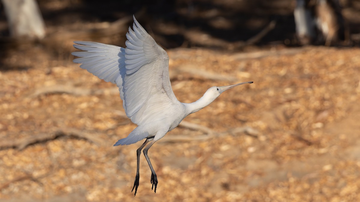 Yellow-billed Spoonbill - ML638386830