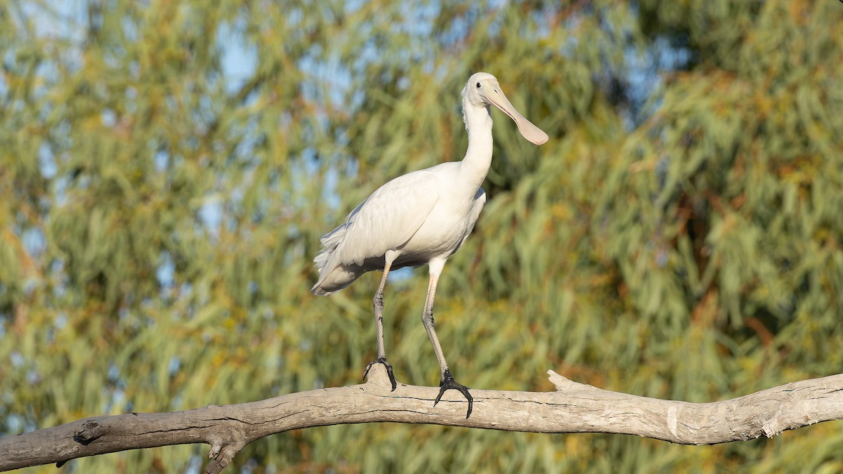 Yellow-billed Spoonbill - ML638386831