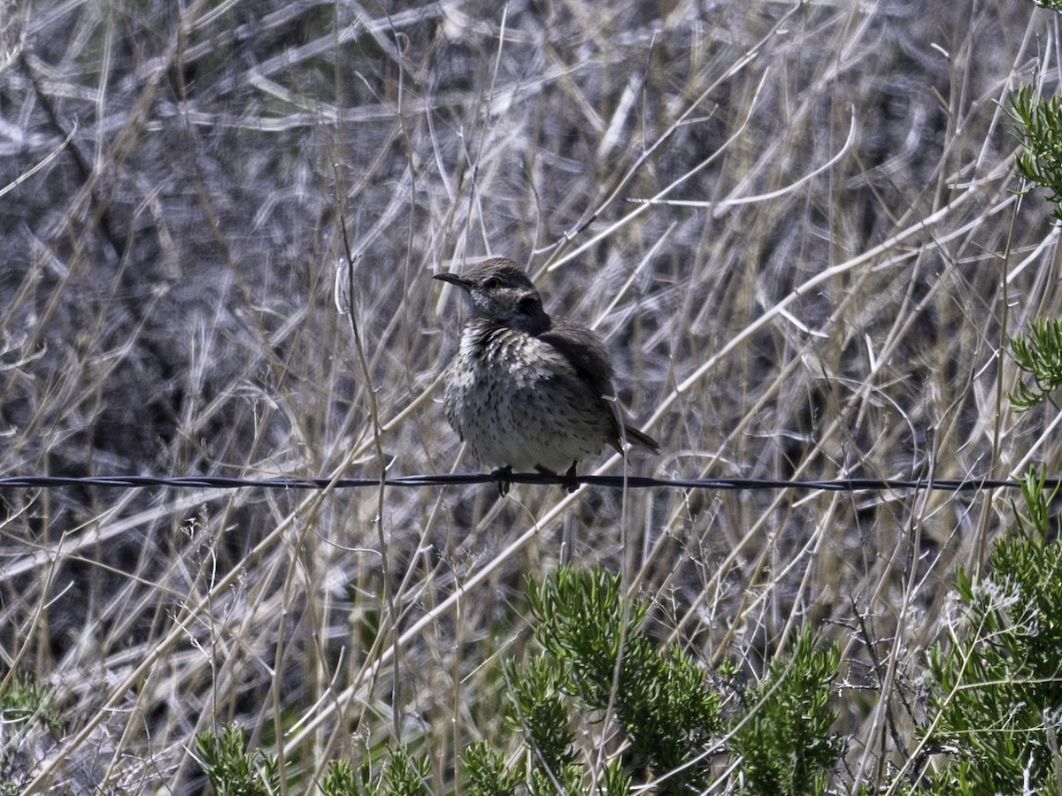 Sage Thrasher - ML638386834