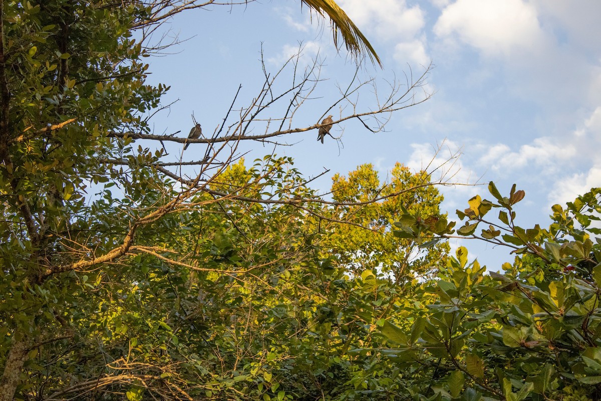 White-winged Dove - ML638386839