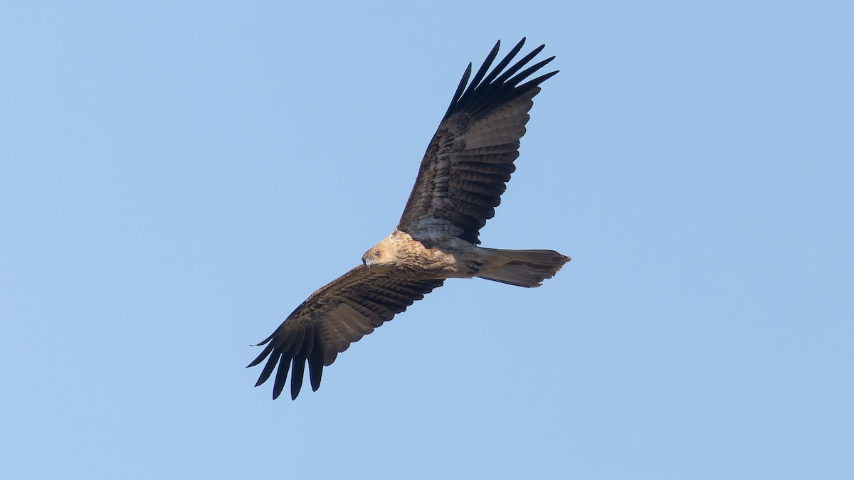 Whistling Kite - ML638386841