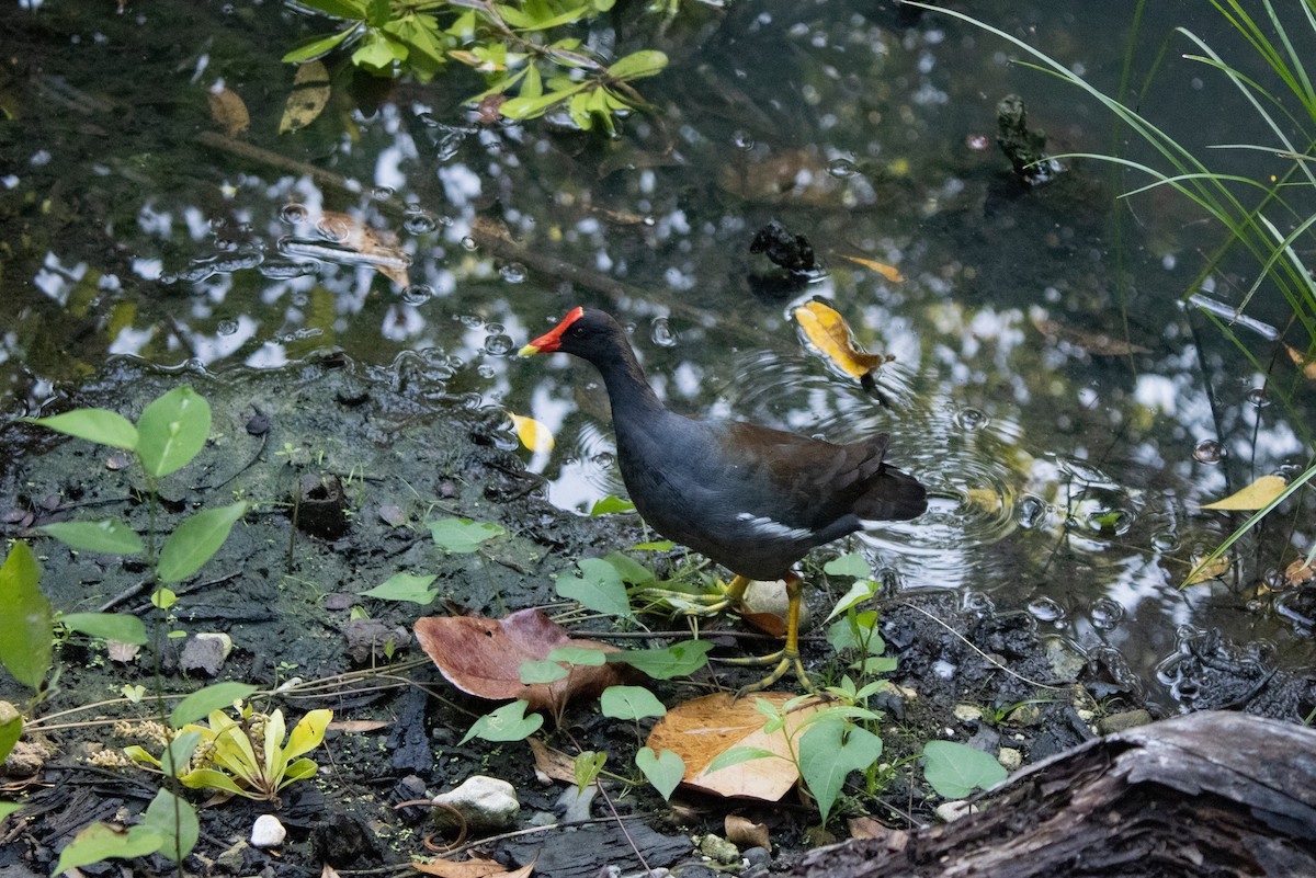 Common Gallinule - ML638386842