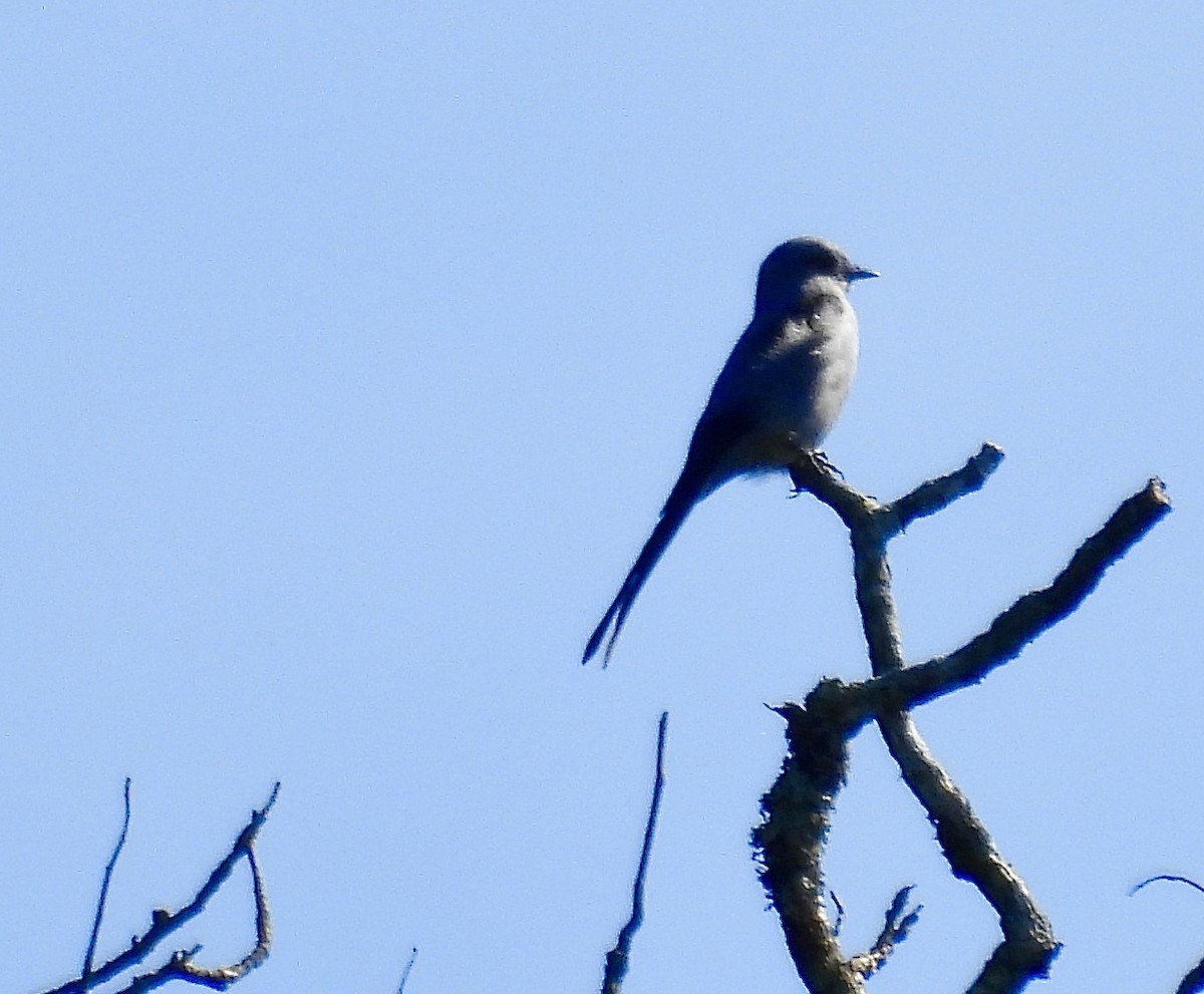 Fork-tailed Flycatcher - ML638386845