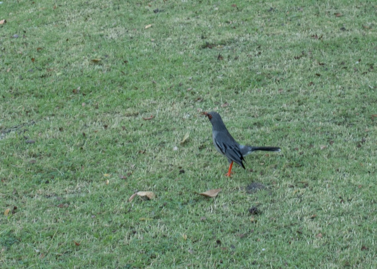 Red-legged Thrush - ML638386846