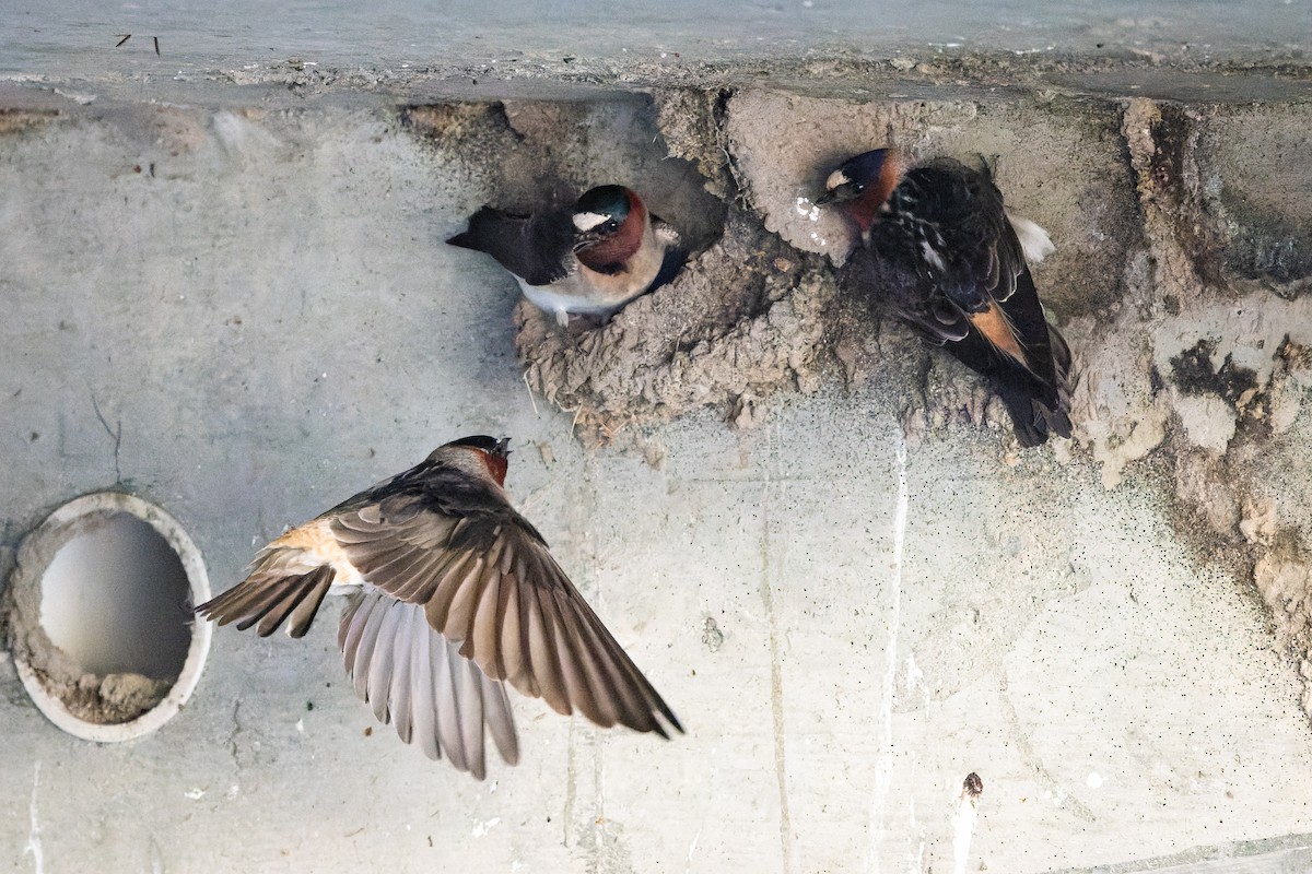 Cliff Swallow - ML638386848