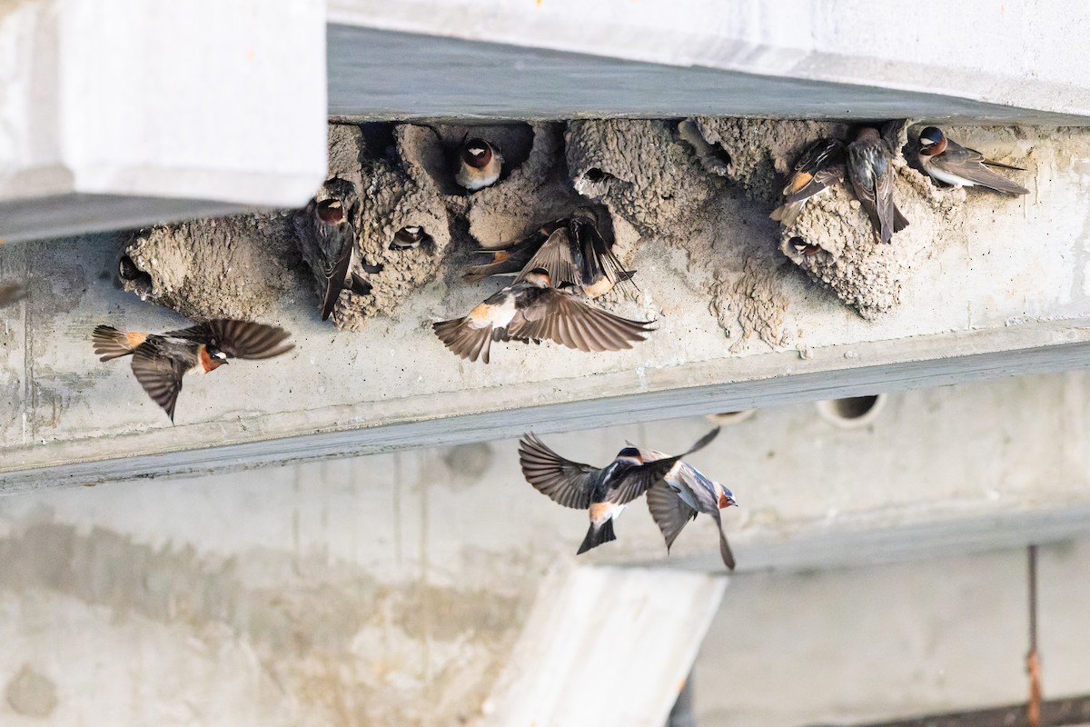 Cliff Swallow - ML638386849