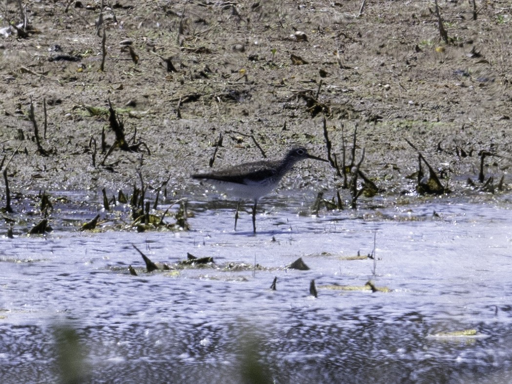 Solitary Sandpiper - ML638386851