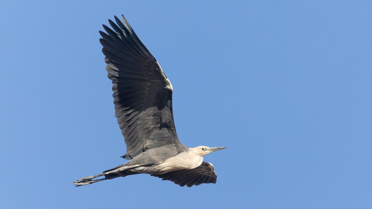 Pacific Heron - ML638386853
