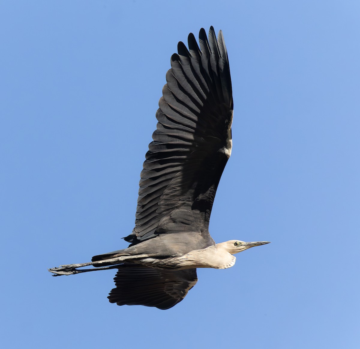 Pacific Heron - ML638386854