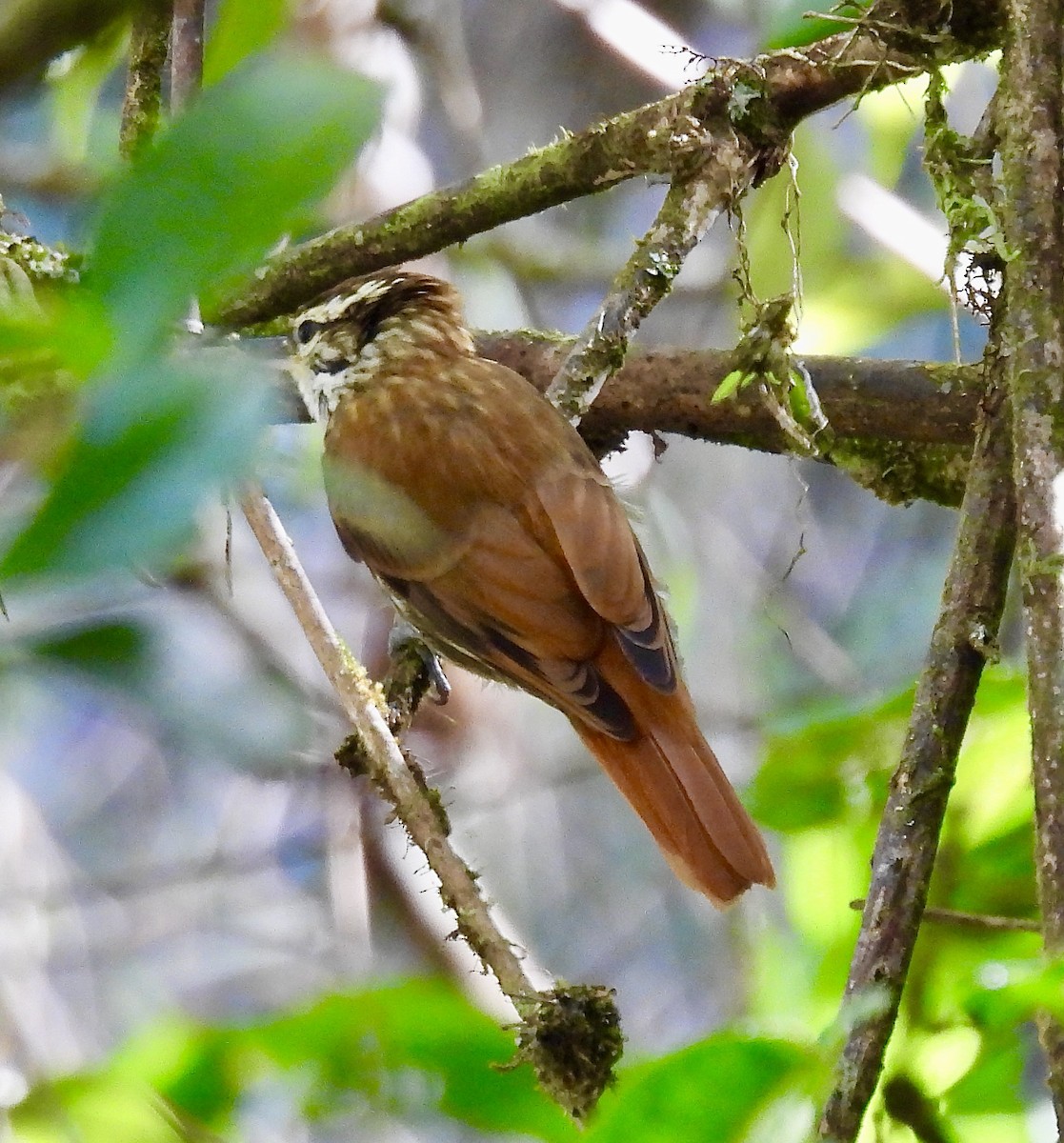 Streaked Xenops - ML638386861