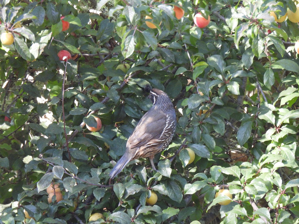 California Quail - ML638386867