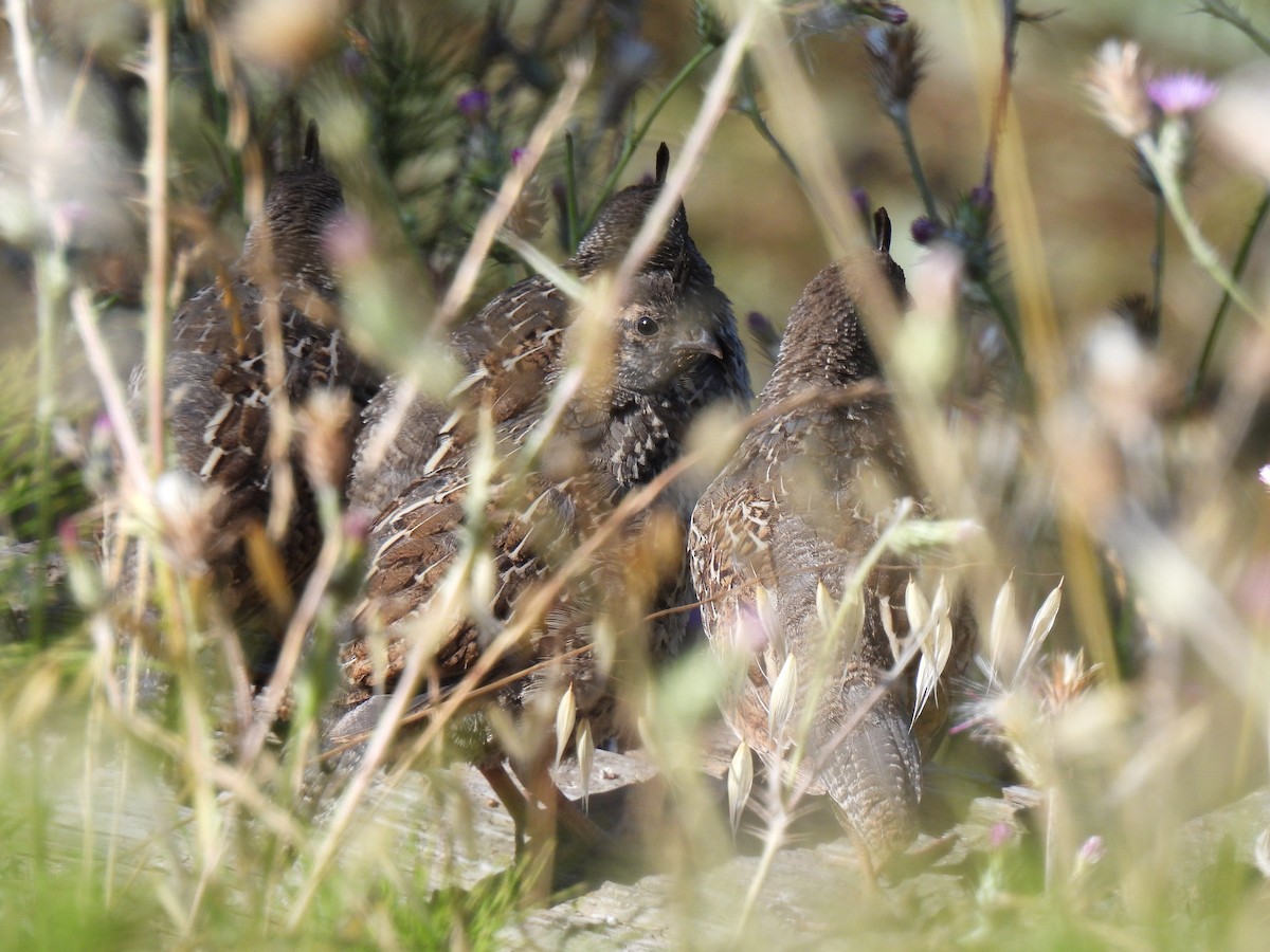 California Quail - ML638386869