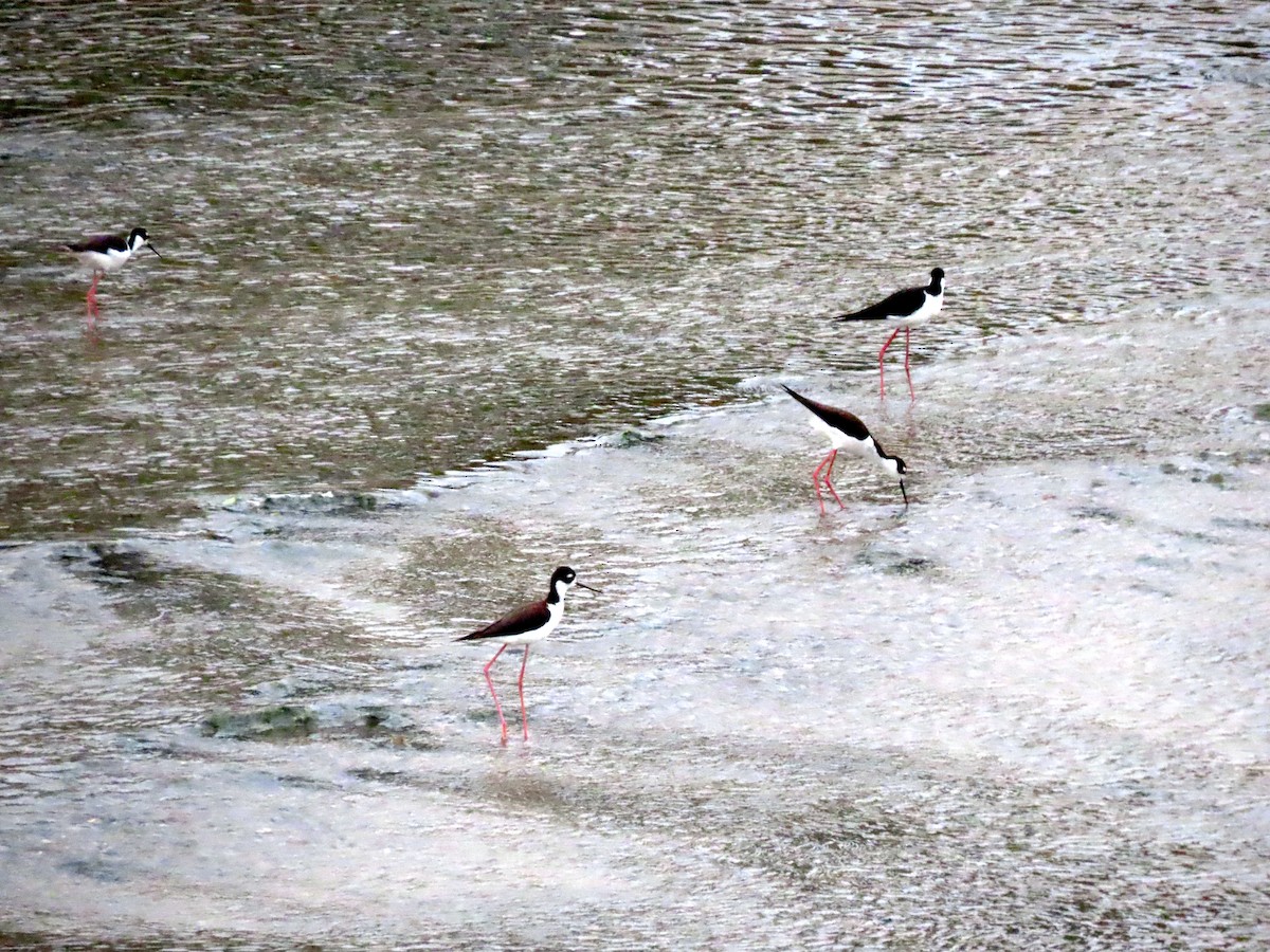 Black-necked Stilt - ML638386870