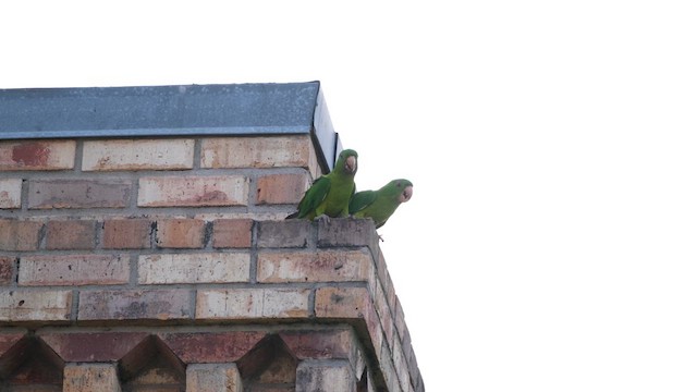 Green Parakeet - ML638386910