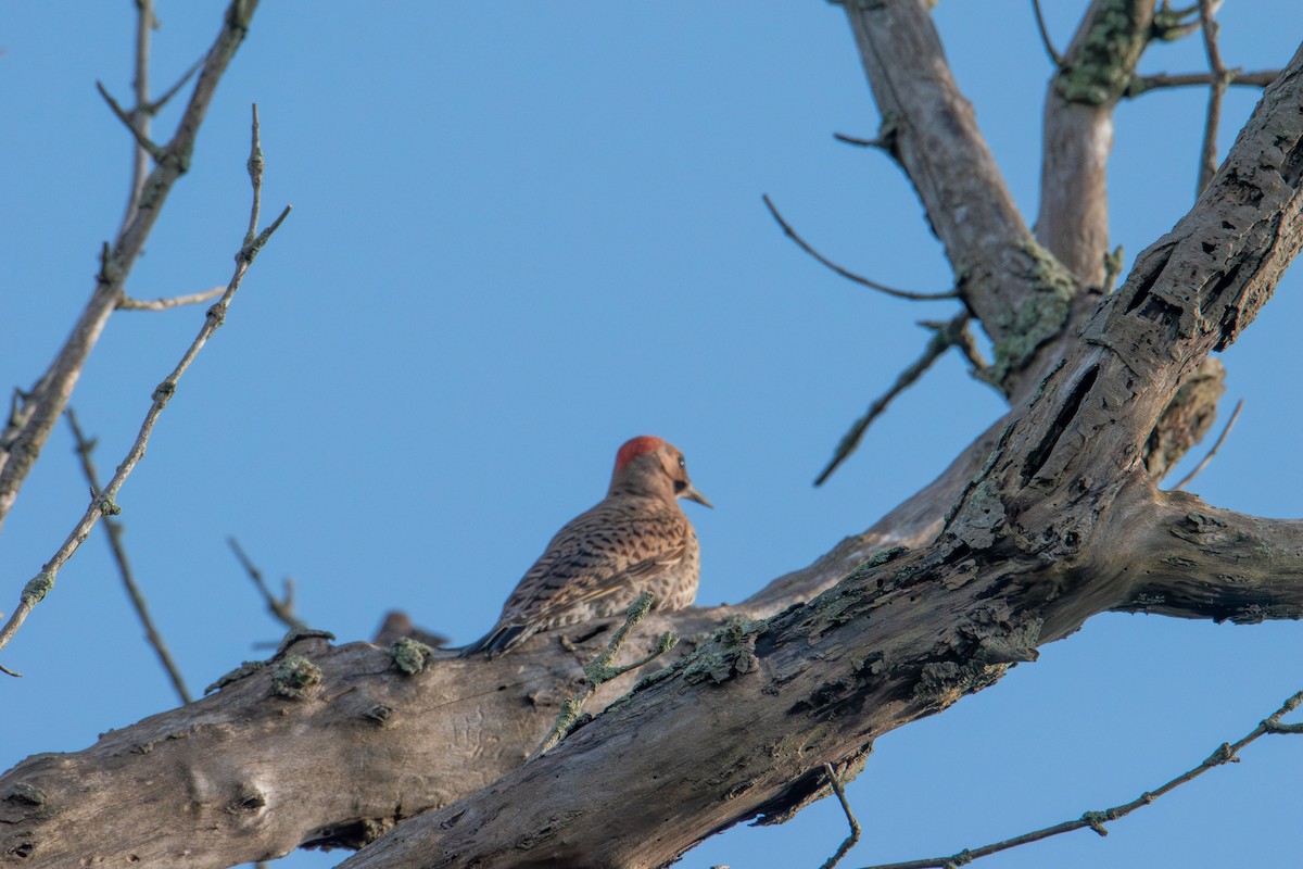 Northern Flicker - ML638386920