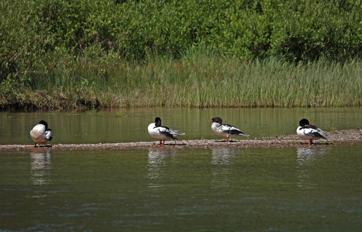 Common Merganser - ML638386921