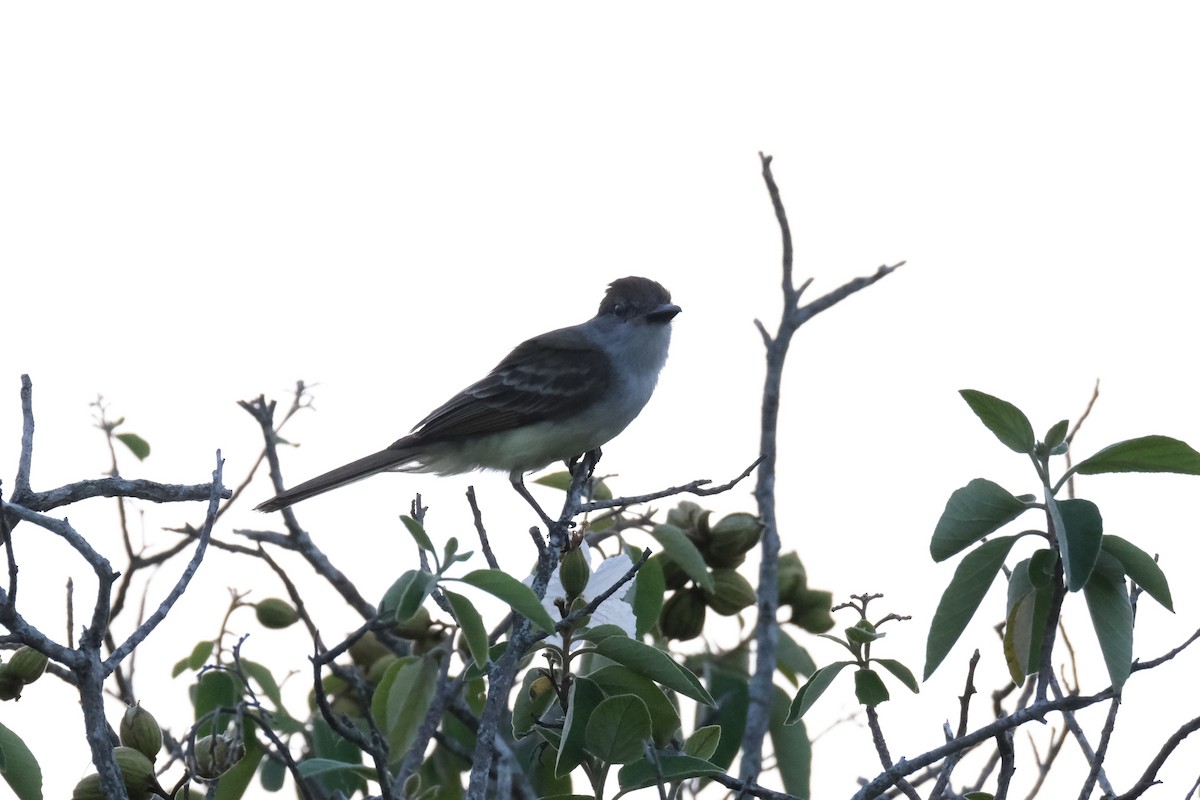 Brown-crested Flycatcher - ML638386922