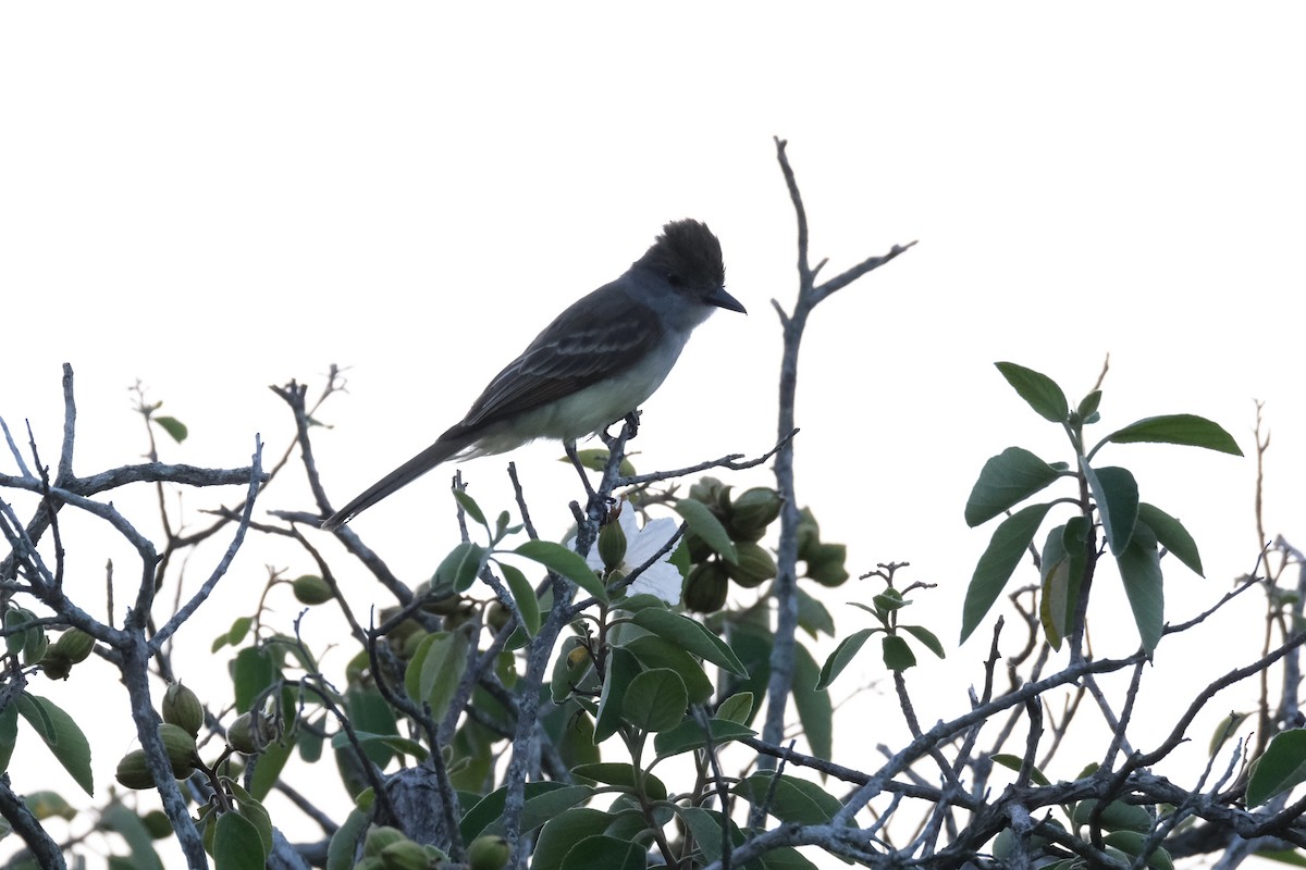 Brown-crested Flycatcher - ML638386923