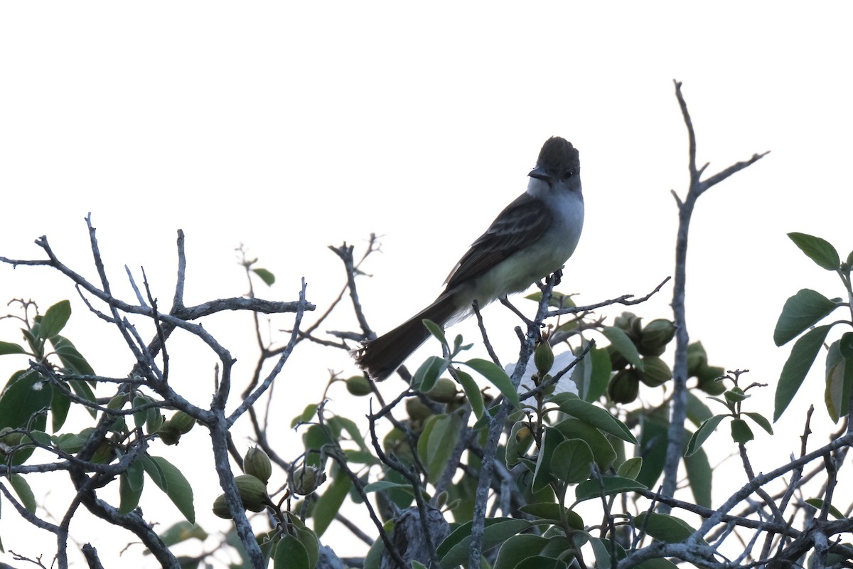 Brown-crested Flycatcher - ML638386924