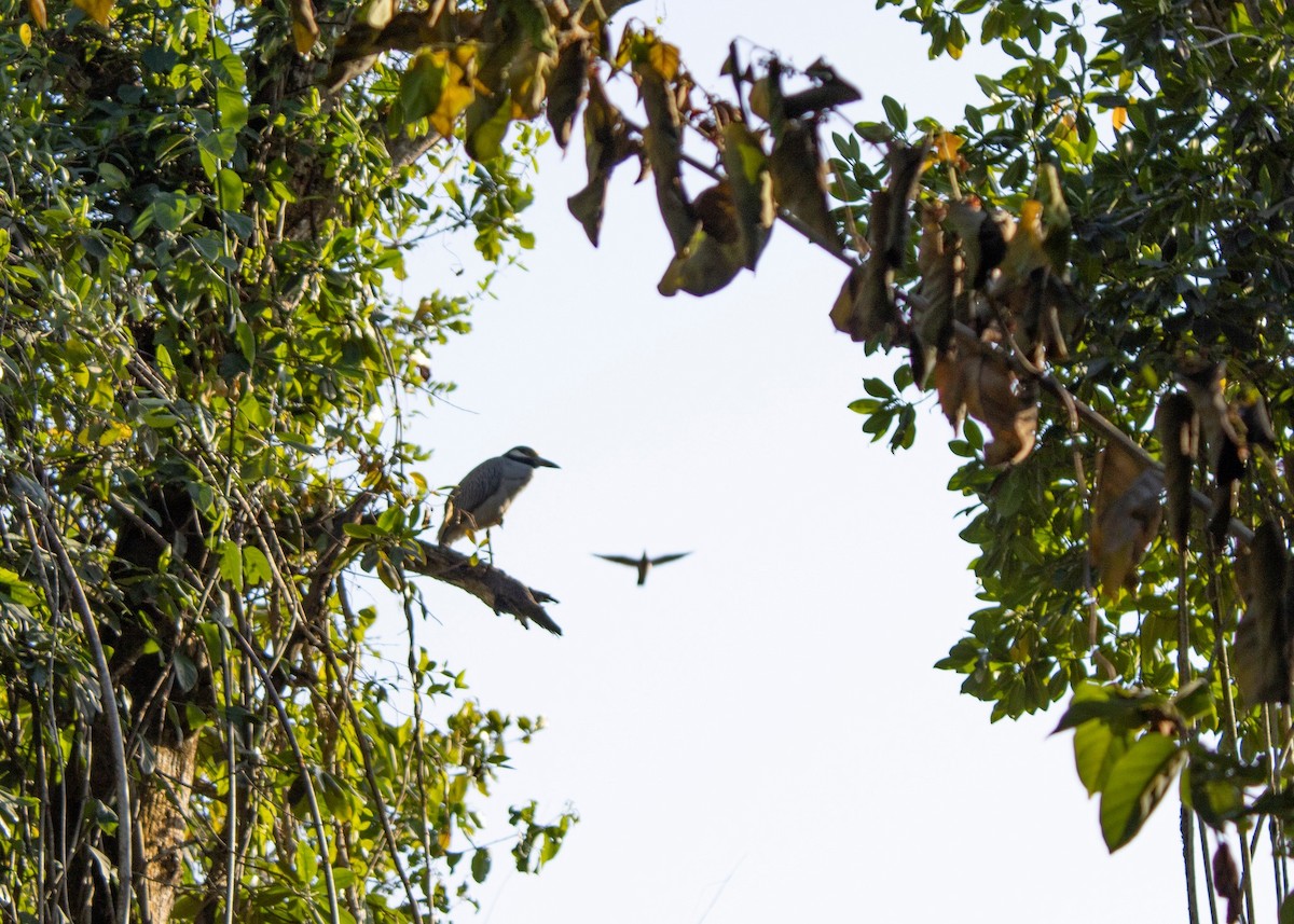 Yellow-crowned Night Heron - ML638386925