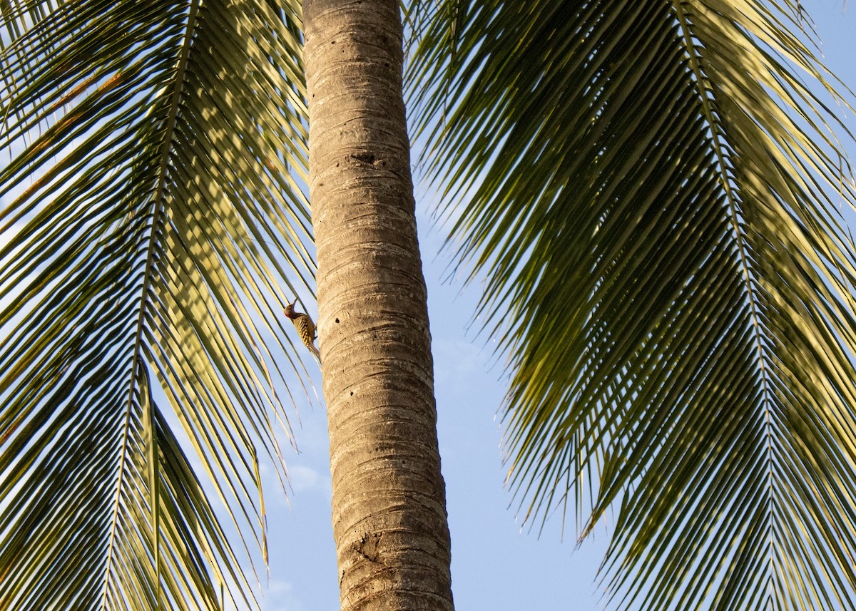 Hispaniolan Woodpecker - ML638386929