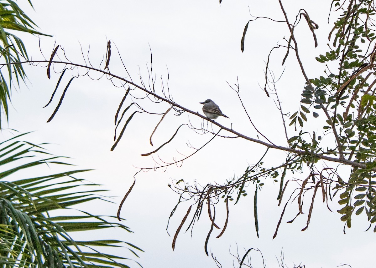 Gray Kingbird - ML638386935