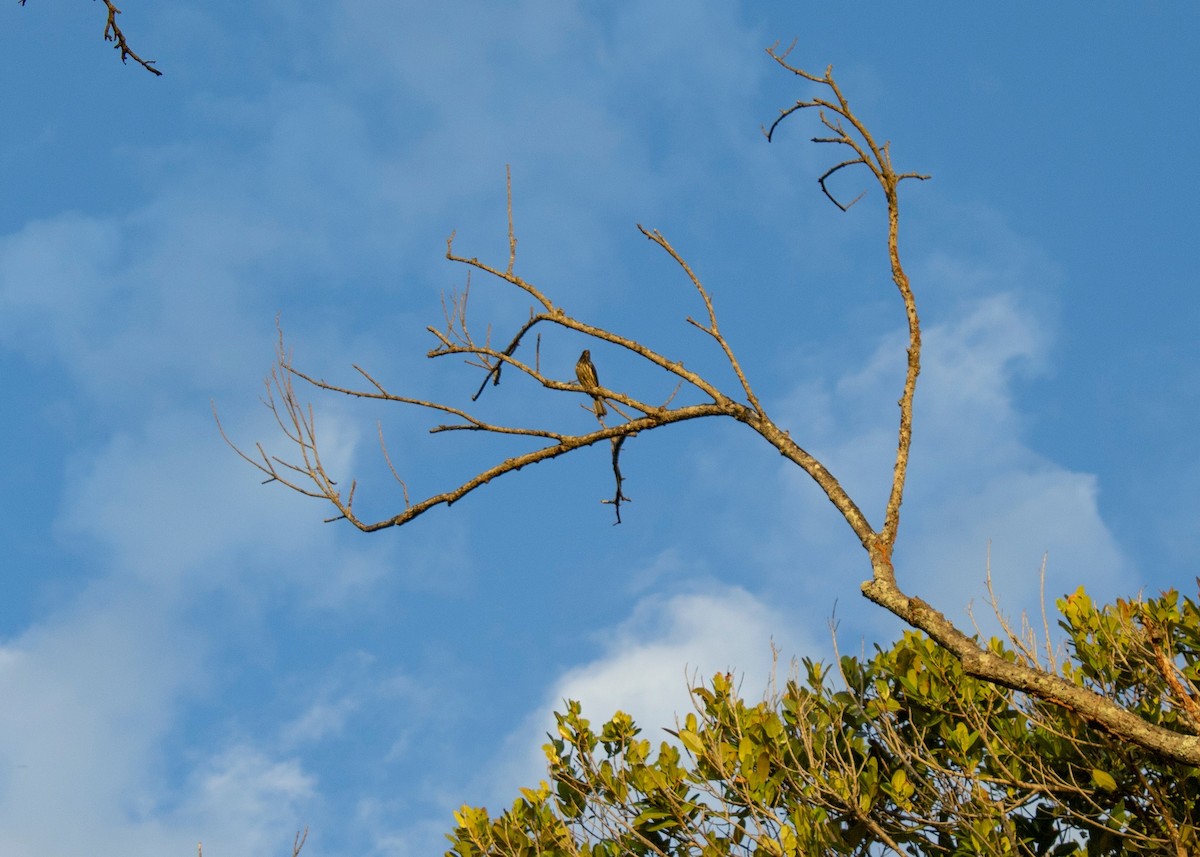 Palmchat - ML638386940