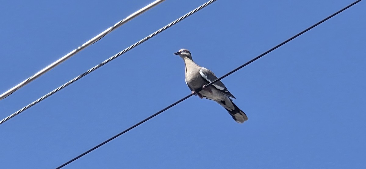 White-winged Dove - ML638386962