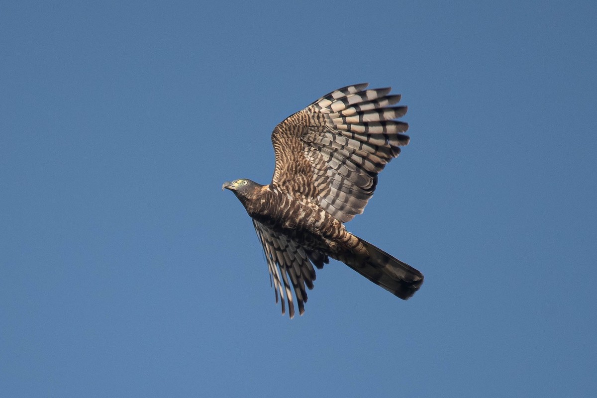Hook-billed Kite - ML638386972