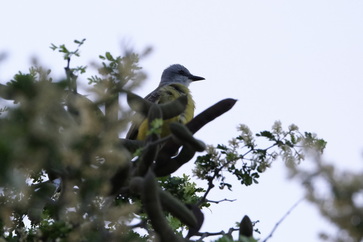 Couch's Kingbird - ML638386982