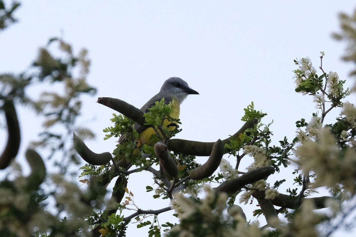 Couch's Kingbird - ML638386983