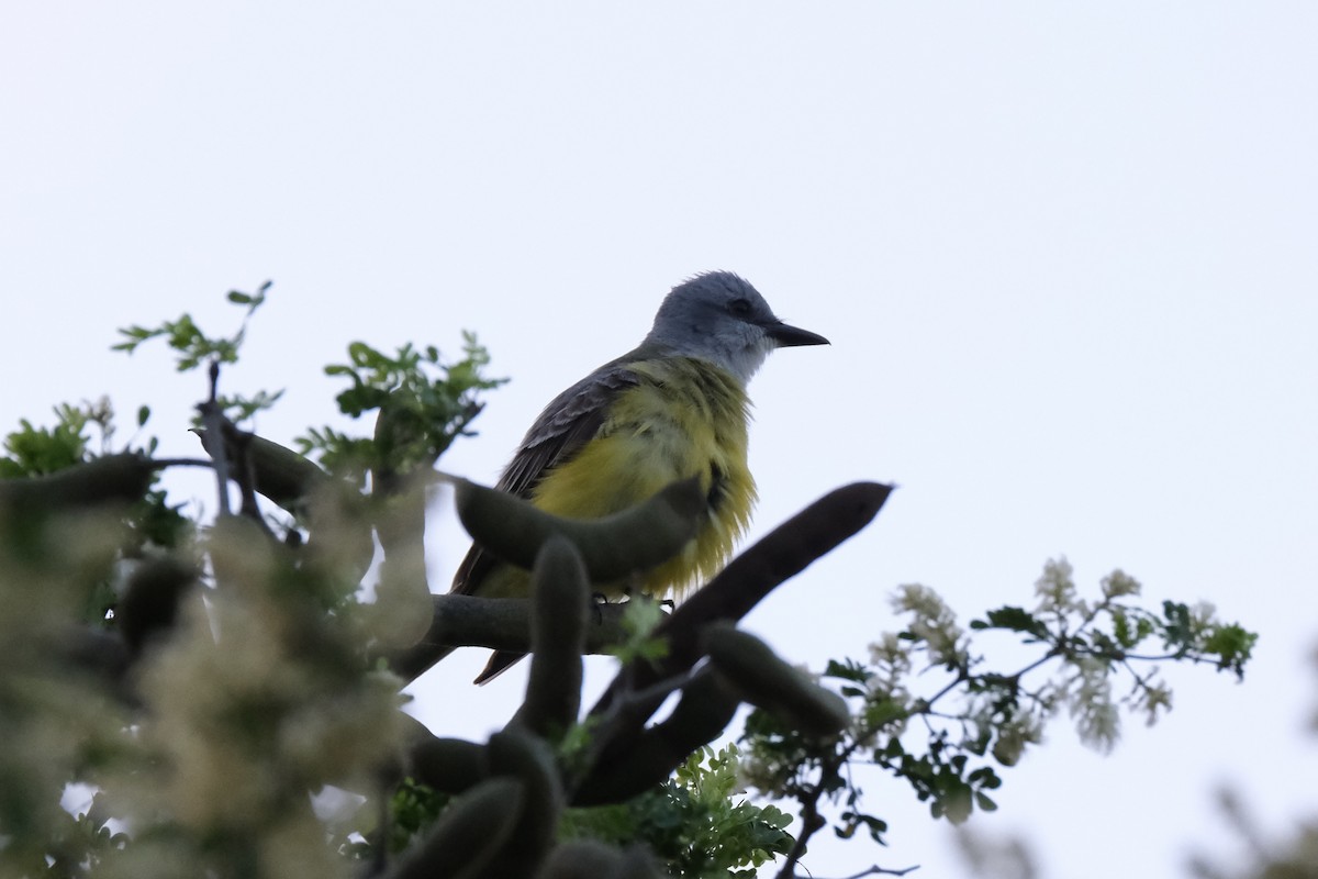 Couch's Kingbird - ML638386984