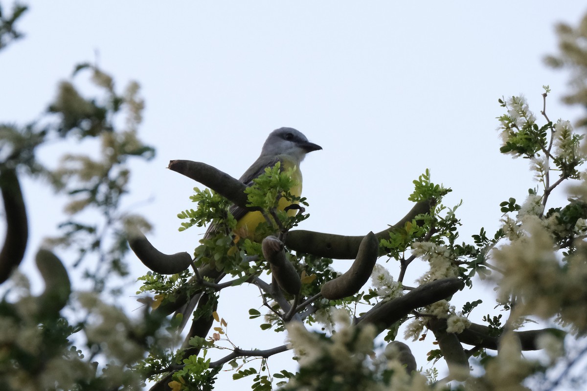 Couch's Kingbird - ML638386985