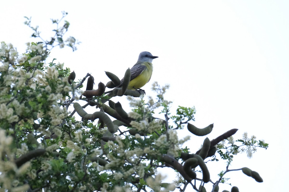 Couch's Kingbird - ML638386986