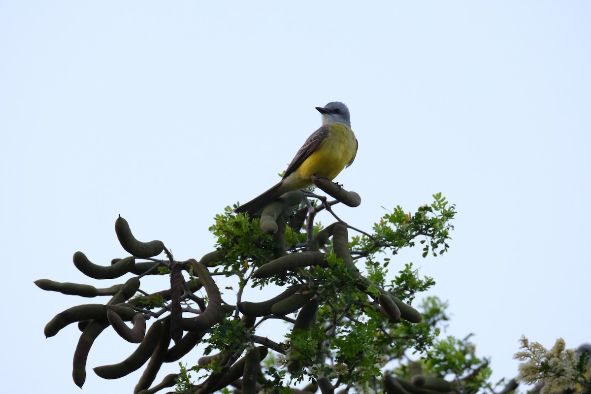 Couch's Kingbird - ML638386988