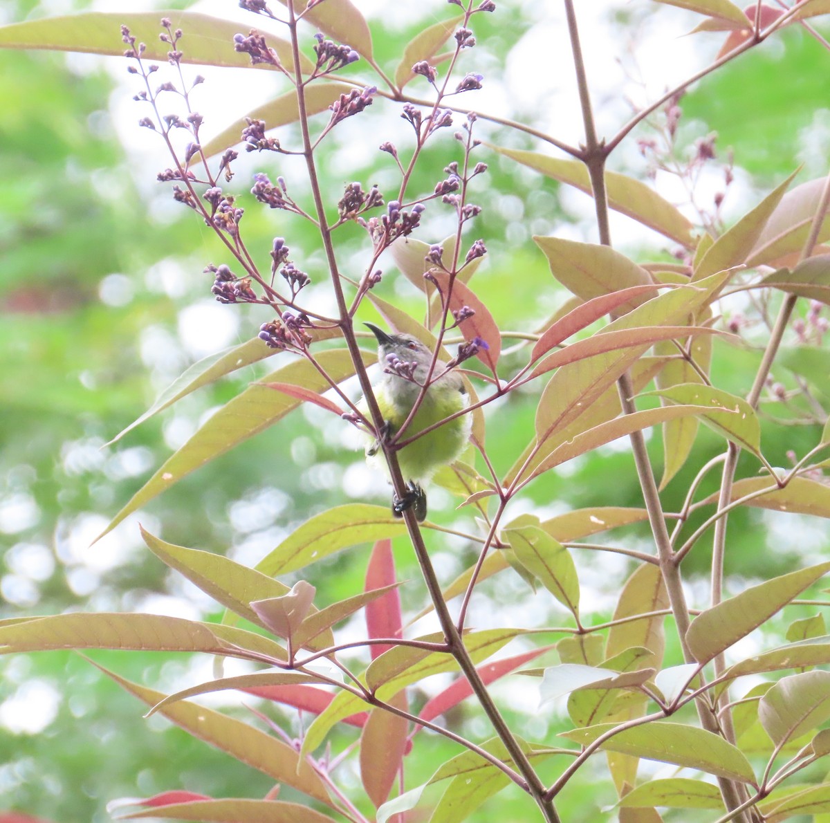 Purple-rumped Sunbird - ML638386993
