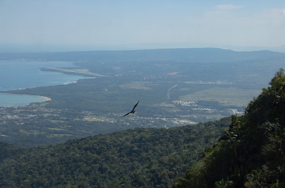 Turkey Vulture - ML638386999