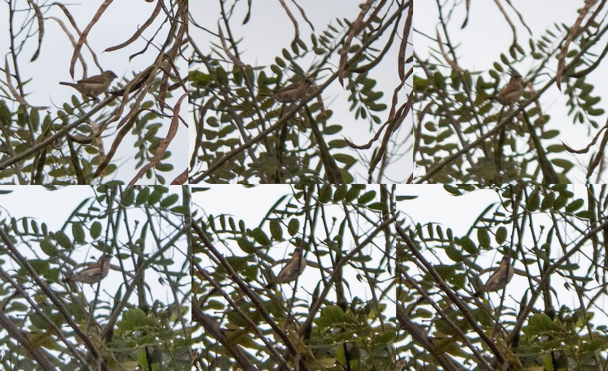 Black-faced Grassquit - ML638387000