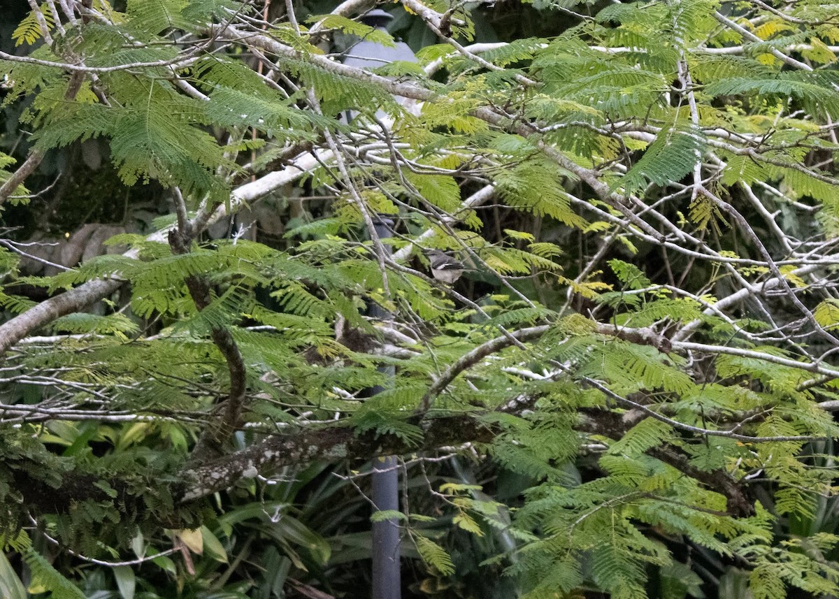 Northern Mockingbird - ML638387023