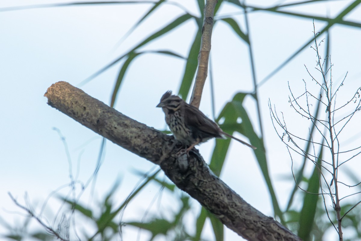 Song Sparrow - ML638387025