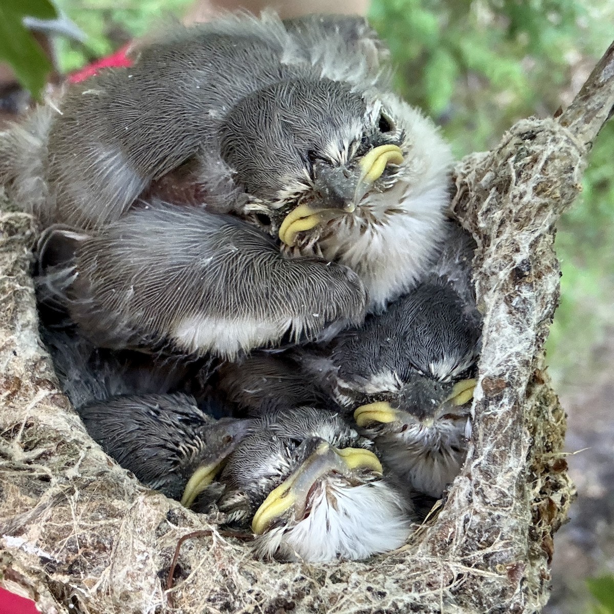Plumbeous Vireo - ML638387027