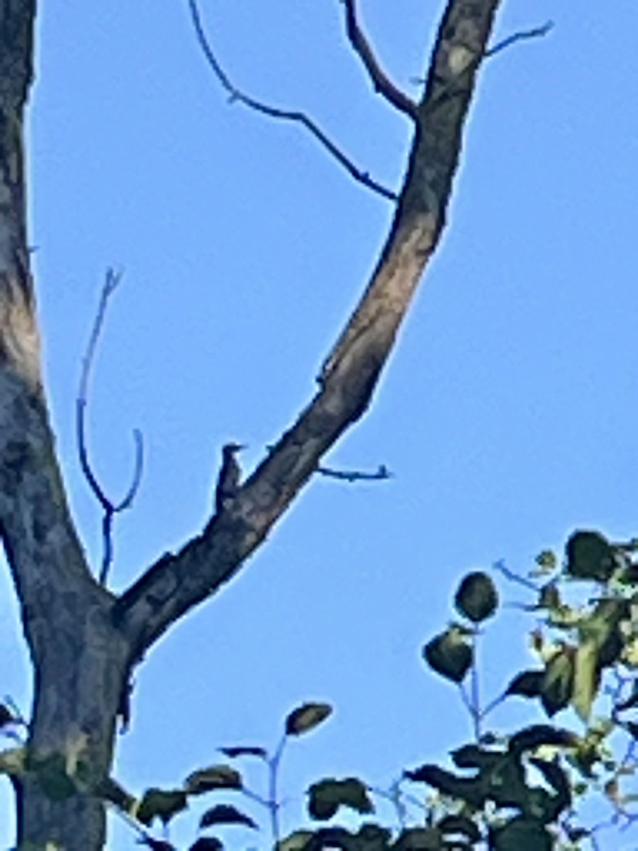 Northern Flicker - ML638387043