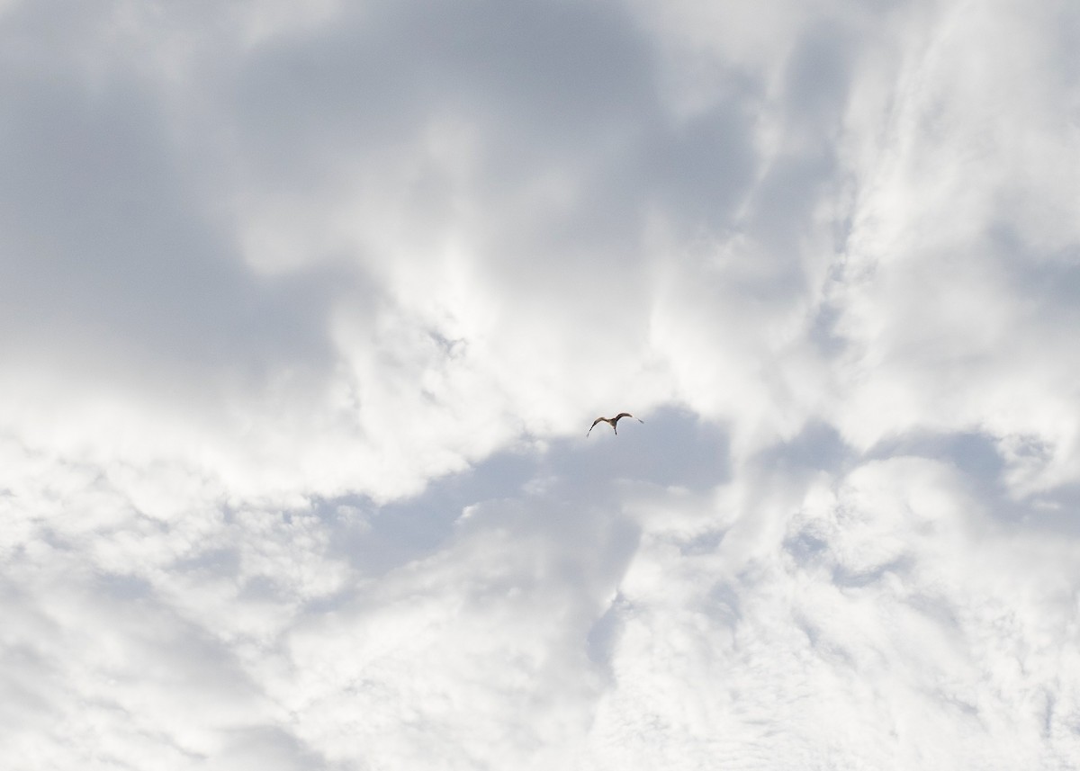 Brown Pelican - ML638387047