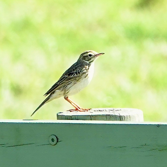 Australian Pipit - ML638387051