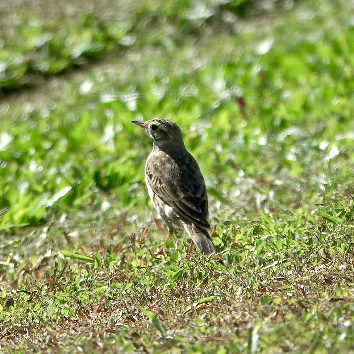 Australian Pipit - ML638387052